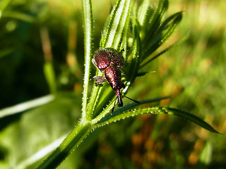 Rhynchites auratus