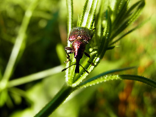 Rhynchites auratus