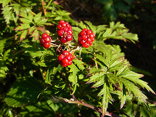 Rubus laciniatus