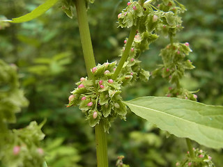 Rumex obtusifolius