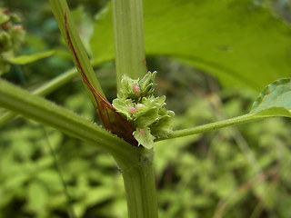 Rumex obtusifolius