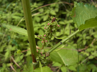 Rumex obtusifolius