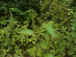 Rumex obtusifolius