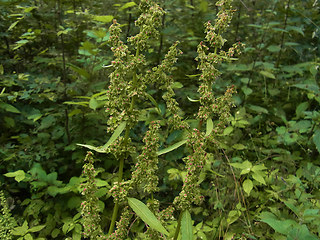 Rumex obtusifolius