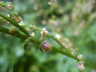 Rumex scutatus