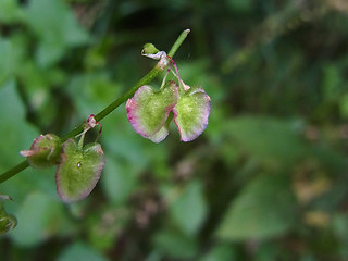 Rumex scutatus