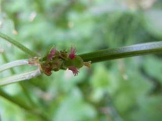 Rumex scutatus