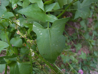 Rumex scutatus