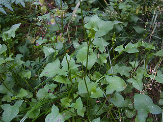 Rumex scutatus