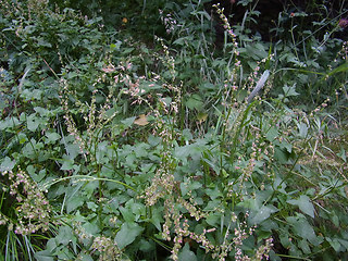 Rumex scutatus