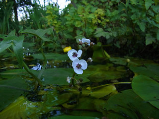 Sagittaria sagittifolia