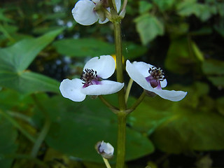 Sagittaria sagittifolia