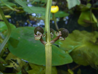 Sagittaria sagittifolia