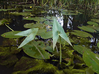 Sagittaria sagittifolia