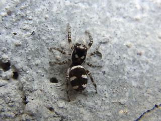 Salticus scenicus