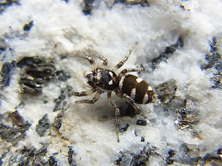 Salticus scenicus