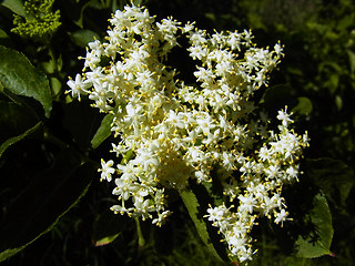 Sambucus nigra