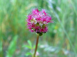 Sanguisorba minor