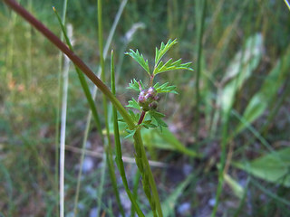 Sanguisorba minor