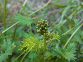 Sanguisorba minor