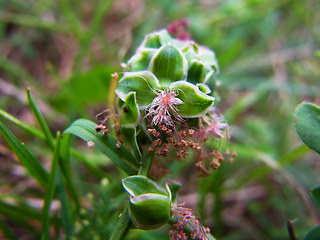 Sanguisorba minor