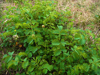 Sanguisorba minor