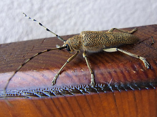 Saperda carcharias