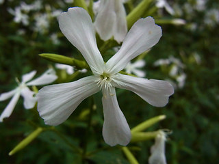 Saponaria officinalis