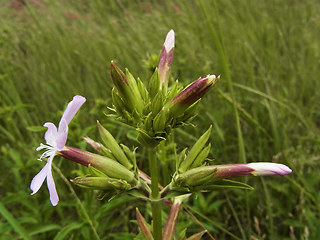 Saponaria officinalis