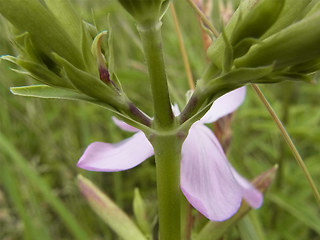 Saponaria officinalis