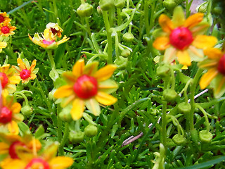 Saxifraga aizoides