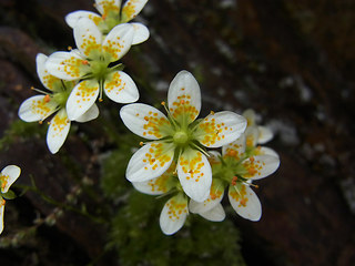 Saxifraga aspera