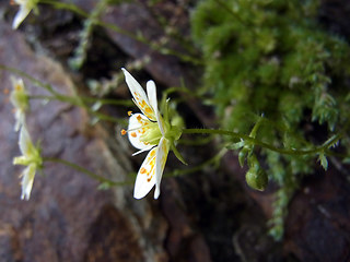 Saxifraga aspera