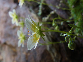 Saxifraga aspera