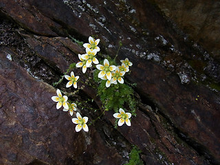 Saxifraga aspera