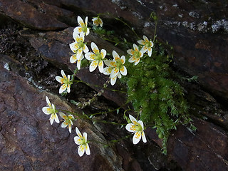 Saxifraga aspera