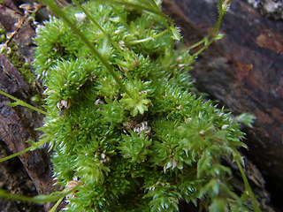 Saxifraga aspera