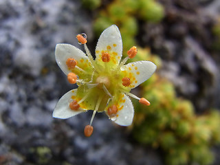 Saxifraga bryoides