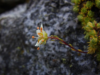 Saxifraga bryoides