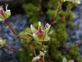 Saxifraga bryoides