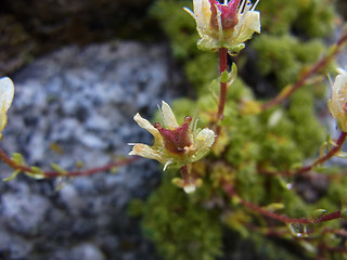 Saxifraga bryoides