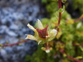 Saxifraga bryoides