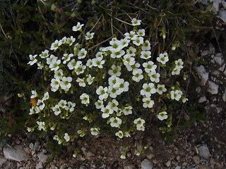 Saxifraga caesia