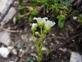 Saxifraga caesia