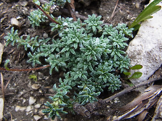 Saxifraga caesia