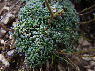 Saxifraga caesia