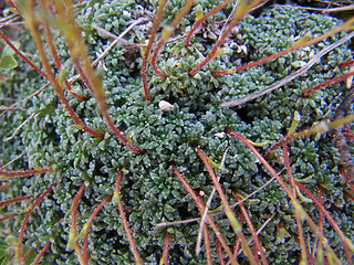 Saxifraga caesia