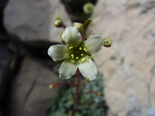 Saxifraga crustata