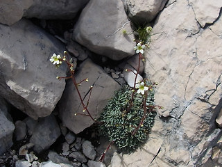 Saxifraga crustata