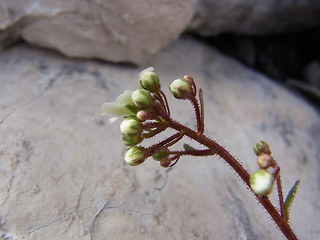 Saxifraga crustata